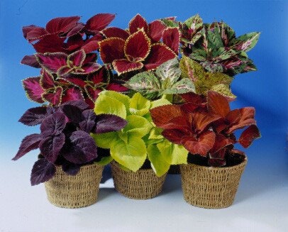 Coleus Seeds 25 Seeds Coleus Giant Exhibition Mix