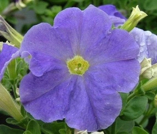 Petunia Seed Carpet Sky Blue 50 Pelleted Seeds Flower Seeds