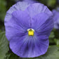 Pansy Seeds 50 Seeds Pansy Delta True Blue