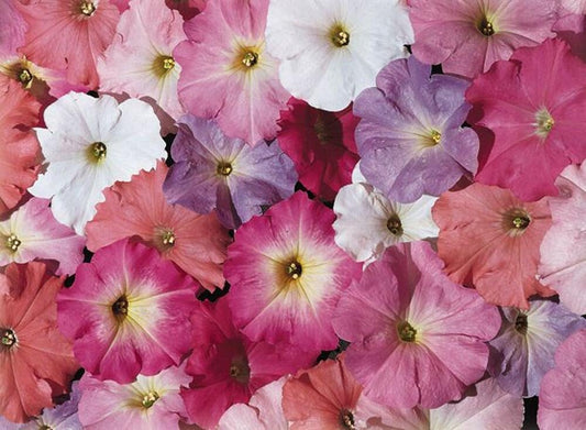Petunia Seeds Celebrity Pastel Mix 50 Pelleted Seeds