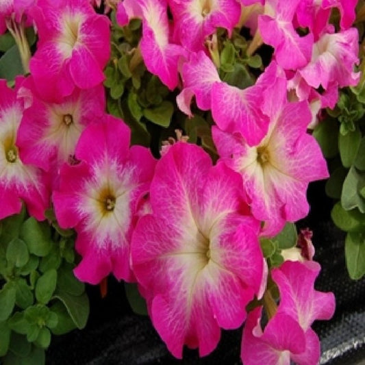 Petunia Seeds Limbo Pink Morn 50 pelleted petunia seeds