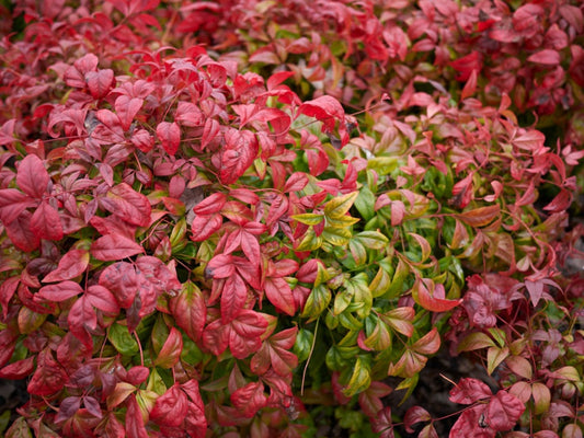 Nandina Seeds Domestica Sacred Bamboo 25 Seeds