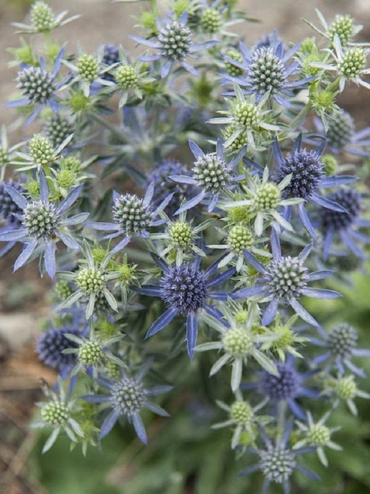 Eryngium Seeds Blue Hobbit 50 Seeds Sea Holly Seeds
