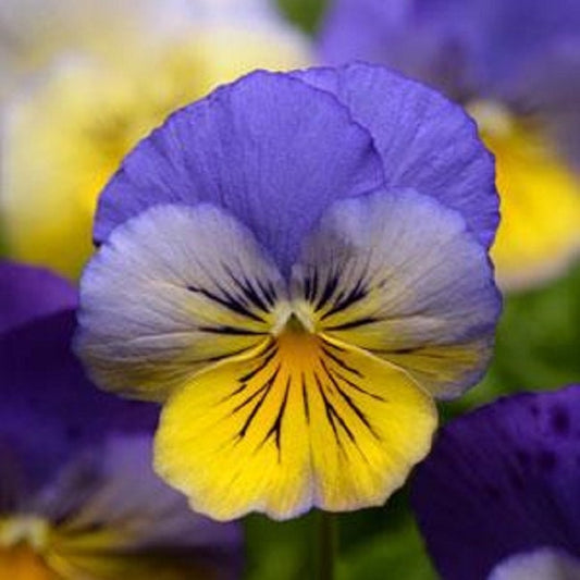 Pansy Seeds Cool Wave® Morpho Trailing Pansy 15 Seeds Hanging Pansy