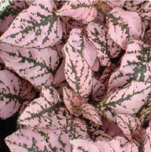 Hypoestes Seeds Hypoestes Select Splash Pink 50 Seeds