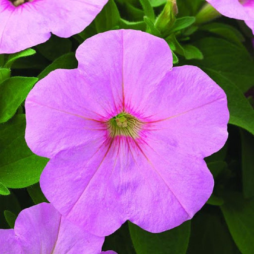 BIN#2R6D8 Petunia Trilogy Pink Lips Trailing Petunia 25 Pelleted Petunia Seeds