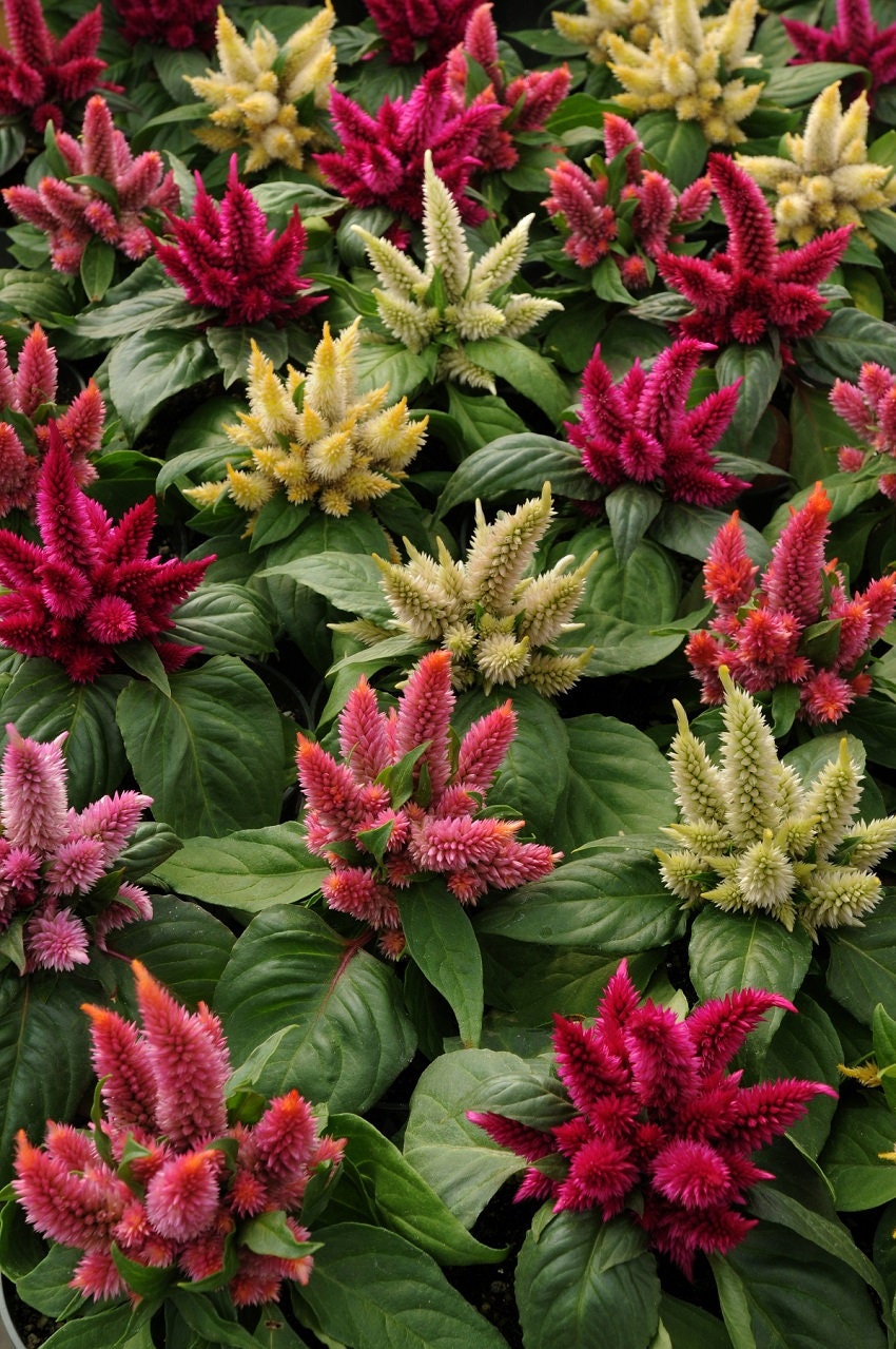 Celosia Seeds Kosmo Mixture 25 Pelleted Seeds New For 2021