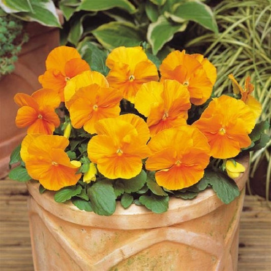 Pansy Seeds Pansy Matrix Orange 25 Seeds Extra Large Flowers