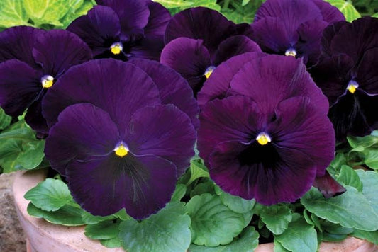 Pansy Seeds Pansy Matrix Purple 25 Seeds Extra Large Flowers