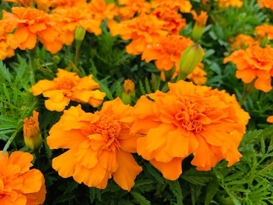 Marigold Seeds Marigold Durango Orange 50 Seeds