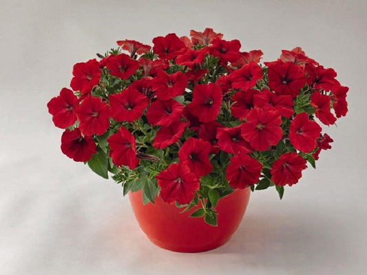 Petunia Seeds Success Red 25 Pelleted Seeds Trailing Petunia