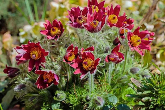 50 Pasque Seeds Red Flower (PULSATILLA) FLOWER SEEDS