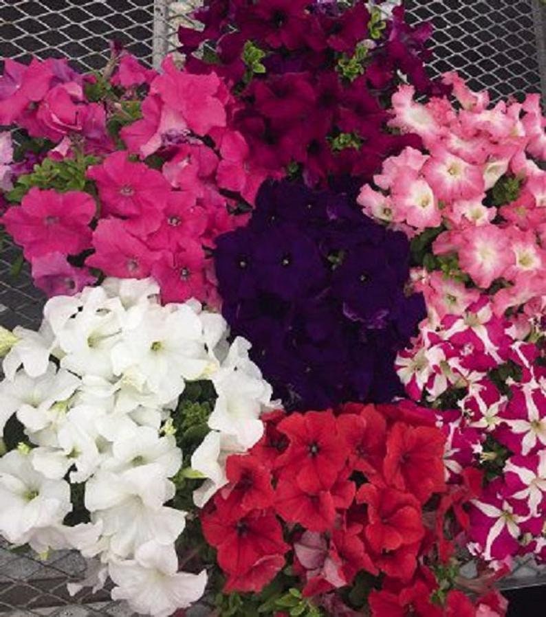 Petunia Seeds Success Mix Maxi 25 Pelleted Seeds Trailing Petunia