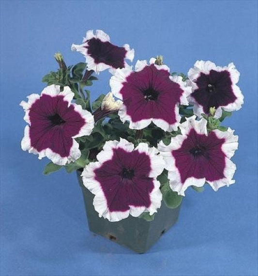 Petunias Seeds Hula Hoop Blue 50 Pelleted Seeds Hulahoop Petunia