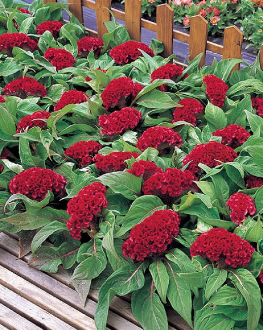Celosia Seeds Armor Red 50 Seeds