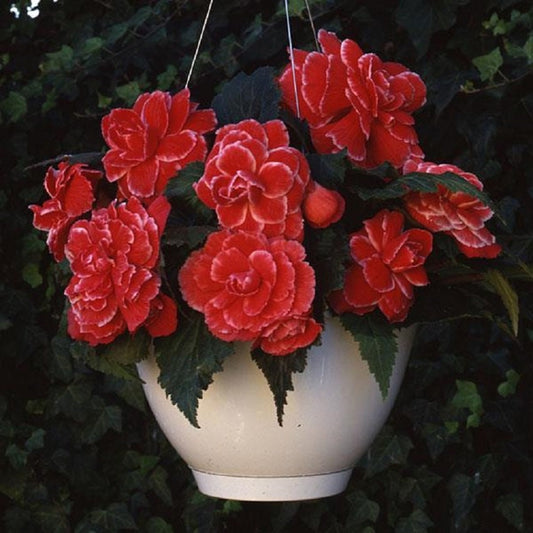 Begonia Seeds 15 Pelleted Seeds Amerihybrid Picotee Red Lace