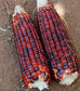 Ornamental Corn Seeds Bloody Butcher 50 Seeds Red Corn Heirloom Corn