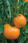 Tomato Seeds Jubilee Golden Orange 50 Seeds Heirloom Tomato