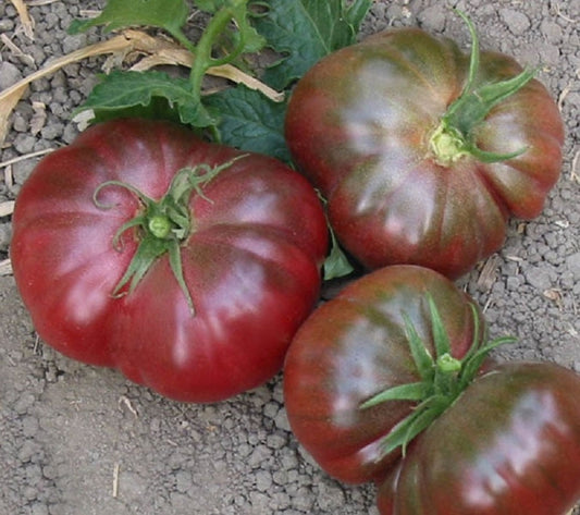 Tomato Seeds 50 Purple Calabash Heirloom Tomato Seeds