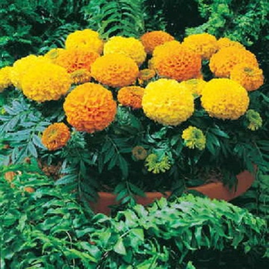Marigold Seeds African Marigold Antigua Mix 50 Marigold Seeds