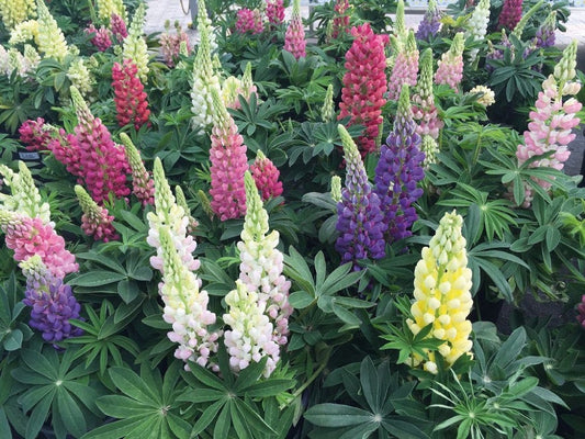 Lupine Seeds Lupini Mix 25 Seeds Perennial Seeds Lupinus Seeds