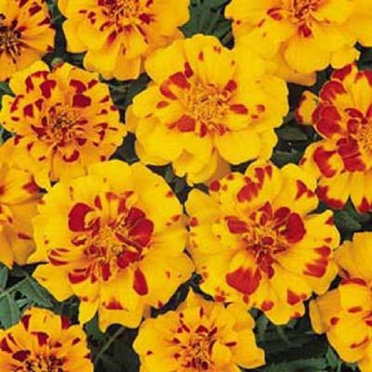 Marigold Seeds French Durango Bolero 50 Seeds
