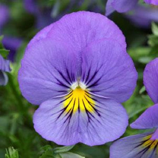 Pansy Seeds Cool Wave® Blue Skies Trailing Pansy 15 Seeds Hanging Pansy