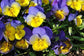 Pansy Seeds Cool Wave® Morpho Trailing Pansy 15 Seeds Hanging Pansy