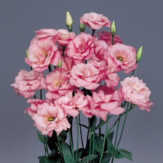 Lisianthus Seeds Echo Pink 50 Pelleted Seeds Flower Seeds
