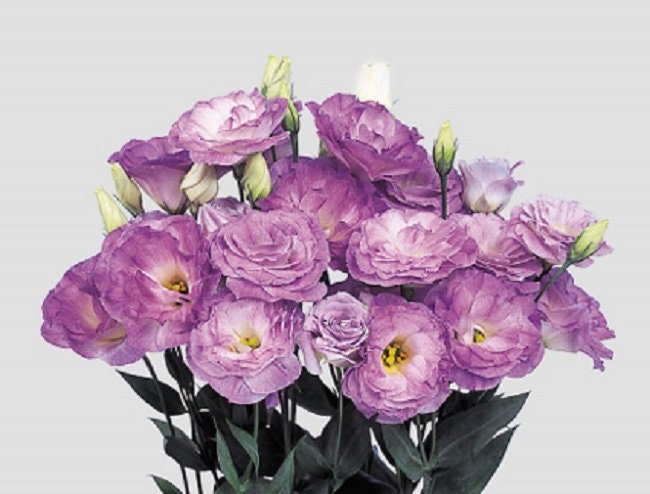 Lisianthus Seeds Marichi Misty Blue 25 Pelleted Seeds Flower Seeds