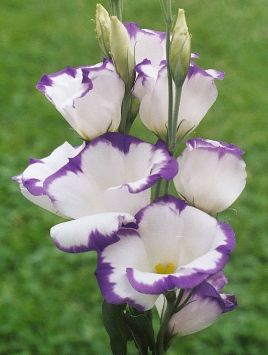 Lisianthus Seeds Heidi Deep Blue 50 Pelleted Seeds Flower Seeds