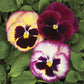 Pansy Seeds Colossus Rose Medley 50 Seeds Drought Tolerant