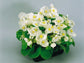 50 Pelleted Seeds Begonia Seeds Super Olympia White