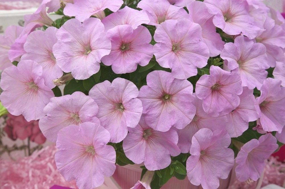 BIN#2R6D8 Petunia Trilogy Pink Lips Trailing Petunia 25 Pelleted Petunia Seeds