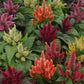 Celosia Seeds Kosmo Mixture 25 Pelleted Seeds New For 2021