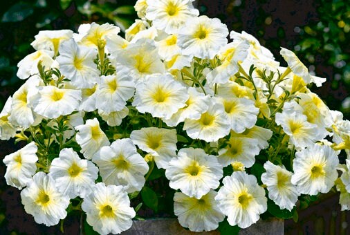Trailing Petunia Seeds Success Yellow Chiffon 25 Pelleted Seeds NEW 2018