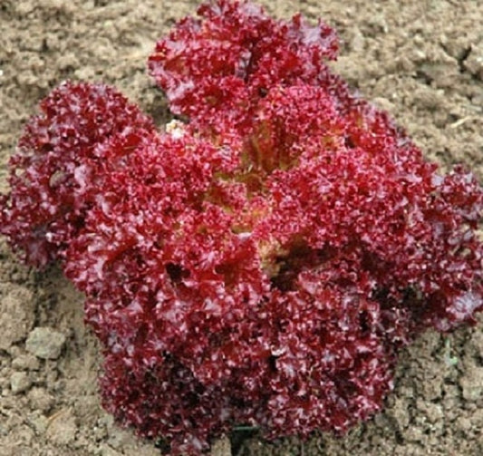 500 Lettuce Seeds Lolla Rossa Darkness Red Lettuce