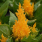 Celosia Seeds First Flame Yellow 50 Pelleted Seeds