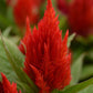 Celosia Seeds First Flame Scarlet 50 Pelleted Seeds