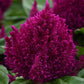 Celosia Seeds First Flame Purple 50 Pelleted Seeds
