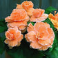 Begonia Seeds 15 Pelleted Seeds Amerihybrid Picotee Apricot Lace