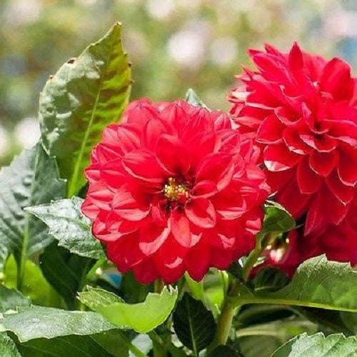 25 Dahlia Opera Red Dwarf Dahlia Seeds Flower Seeds
