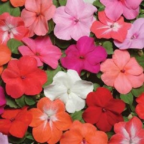 50 Seeds Impatiens Super Elfin XP Formula Mix Flower Seeds Impatiens Seeds