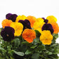 Pansy Seeds Pansy Matrix Harvest Mix 25 Seeds Extra Large Flowers