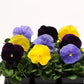 Pansy Seeds Pansy Matrix Tricolor Mix 25 Seeds Extra Large Flowers