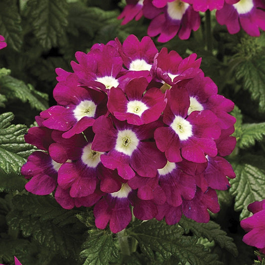 Verbena Seeds Tuscany Burgundy With Eye Verbena 25 Seeds