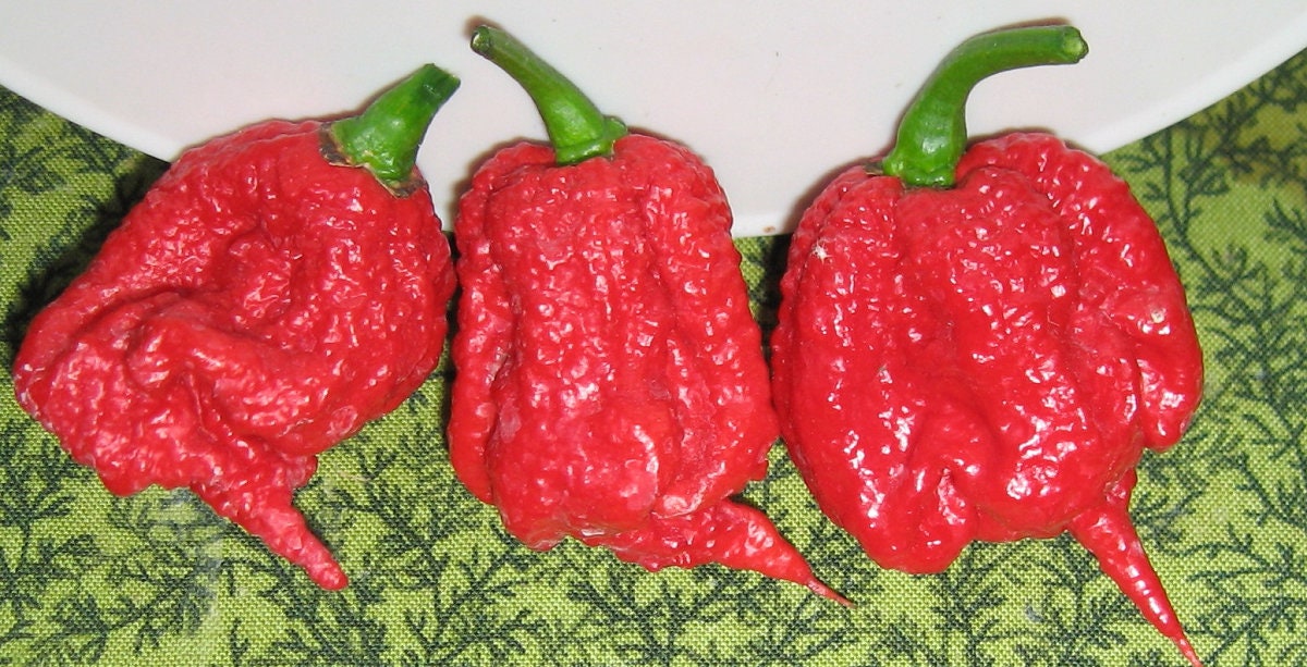 Pepper Seeds Carolina Reaper Worlds Hottest Pepper 25 Seeds