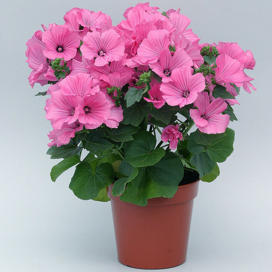 Novella Lavatera Rose Seeds 50 Seeds Lavatera Seeds