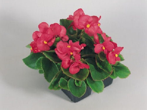 50 Pelleted Seeds Begonia Super Olympia Rose