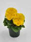 Pansy Seeds Inspire Yellow 50 Seeds